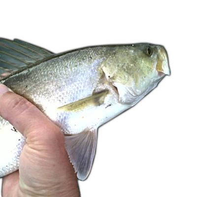 LISTEN: Fishing Report (12.11.19) - Trout, flounder and Christmas shopping