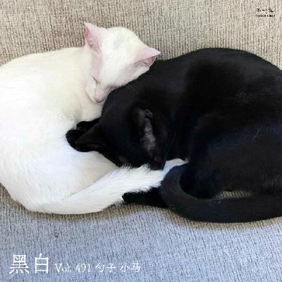 Vol. 491 黑白