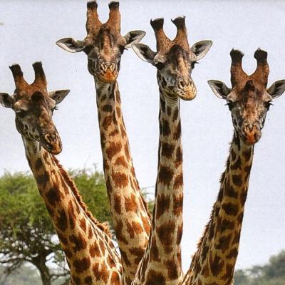 Ep. 6: react e comentários do ep. 5 Ep. 6: react e comentários do ep. 5