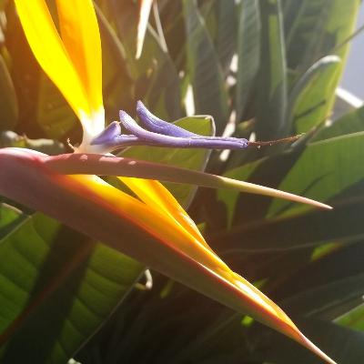 Pleine Lune de Belier