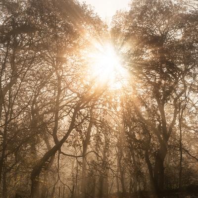 Rachel Dempsey - Forest Bathing Rachel Dempsey - Forest Bathing