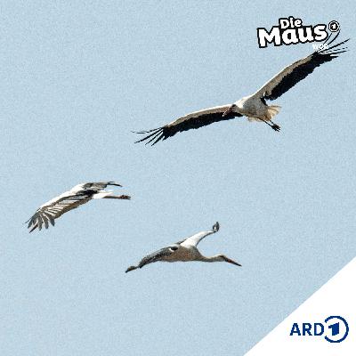 Eine lange Reise (5/5) I Tierliches ab 6 Jahren Eine lange Reise (5/5) I Tierliches ab 6 Jahren