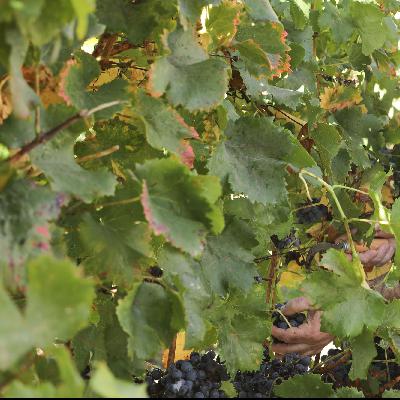 Medidas de calidad y promoción para superar a crisis del sector del vino en Navarra