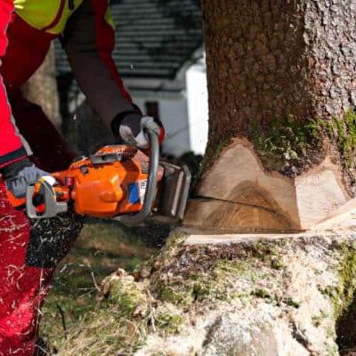#MsiziOn947 - Prank cutting down a tree again