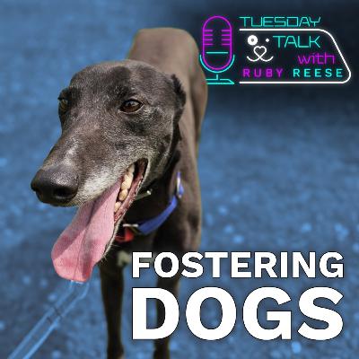 Fostering Dogs