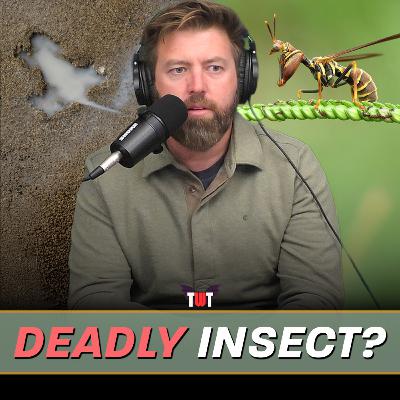 Insects Pretending to Be Wasps, Chicago Rate Hole Hoax & Eagle Flies Into Man's Car