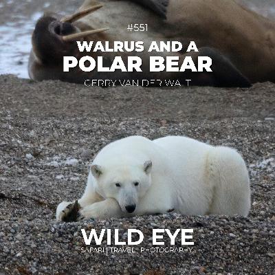 #551 - Walrus and a Polar Bear