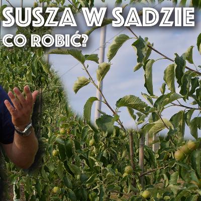 Susza w sadzie, co robić? Krótko i na temat