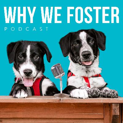 Introducing Why We Foster: The New Podcast from Foster Dogs!