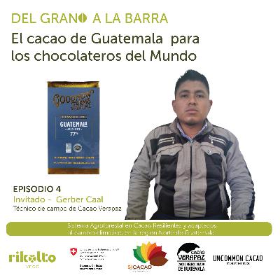 Sistema Agroforestal en Cacao Resilientes y adaptados al cambio climático, en la región Norte de Guatemala