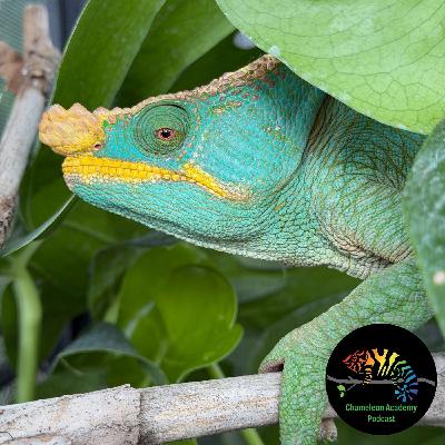 Should You Get a Parson's Chameleon? Should You Get a Parson's Chameleon?