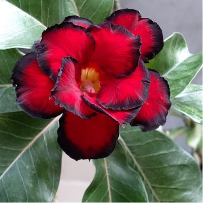 SANTISIMO CUERPO Y SANGRE DE CRISTO SOLEMNIDAD SANTISIMO CUERPO Y SANGRE DE CRISTO SOLEMNIDAD