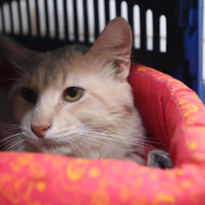 Necessidades comportamentais dos pets Necessidades comportamentais dos pets