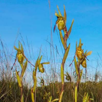 Orchid Mimics Aphids to Lure Pollinators in Intricate Trap Flower Scheme