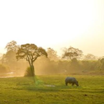 The Ultimate Guide to Luxury African Safari Tours and Packages for 2026
