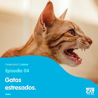 Mi gatito está estresado, ¿qué puedo hacer?