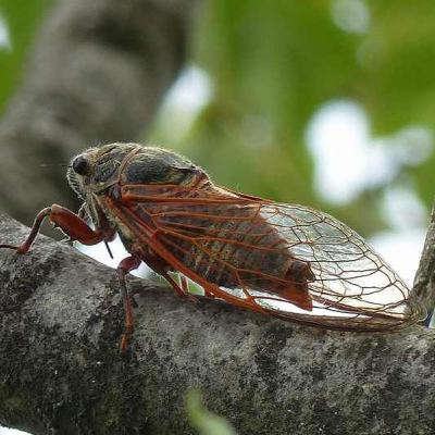 Énekével csalogatja a nőstényeket az év rovara Énekével csalogatja a nőstényeket az év rovara