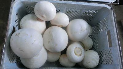 2014-12-28OA 「かめおかラジオビストロ」 第3回放送