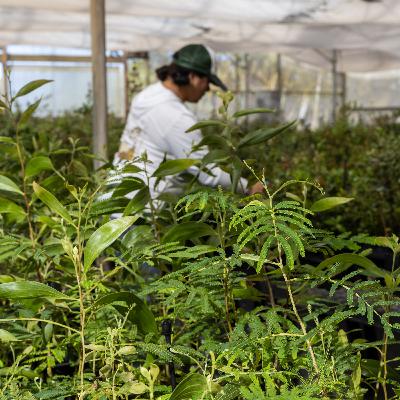 Ep. 570 - How to Grow a Forest Pt. 2 Ep. 570 - How to Grow a Forest Pt. 2