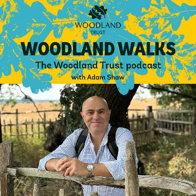3. Living Legends: the ancient oaks of Sherwood Forest