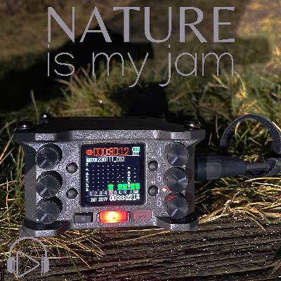 Red Fox Activity at Night