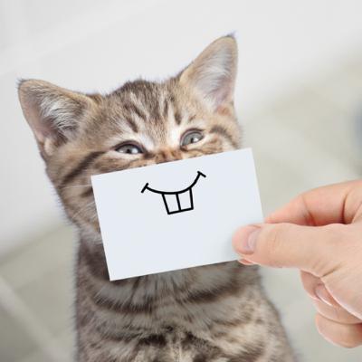 الحلقة الصفرية | ٪٠ الحلقة الصفرية | ٪٠