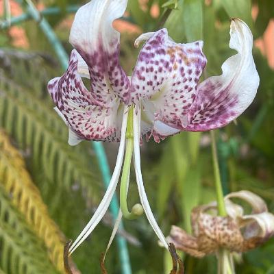 EP217台灣百合(下) / 雞母狗仔、乞龜等台灣甜食怎麼來的? EP217台灣百合(下) / 雞母狗仔、乞龜等台灣甜食怎麼來的?