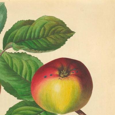 Eps. 2 : Gadis Bermata Lembut