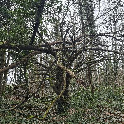 Sound Escape 262. Be soothed by gentle rain and birdsong