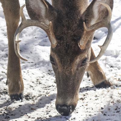 #31—A White-tailed Buck Loses It