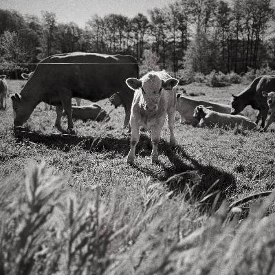 Ett försök att andas Ett försök att andas