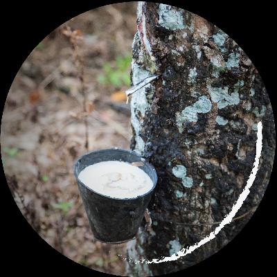 3. Kautschuk - durch Saatgutraub zum Weltmarktführer