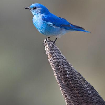 The Little Blue Bird The Little Blue Bird