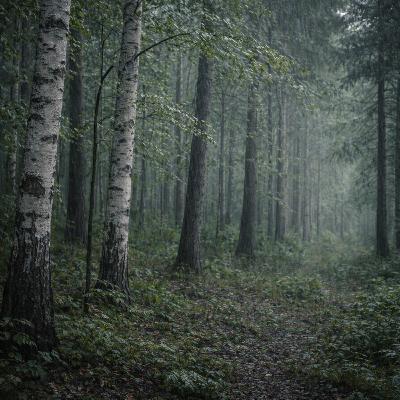 9. Light Rain in the Forest for Sleep – 8 Hours