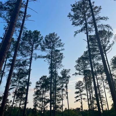 Deforestation in the Amazon Rainforest