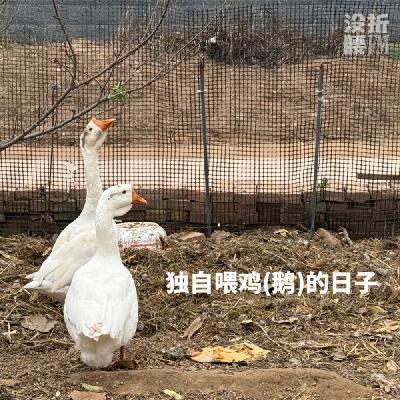 独自喂鸡的日子 独自喂鸡的日子