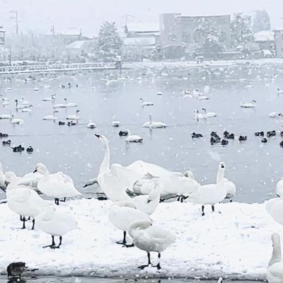 #455 - 09JAN2025 ▶ エクスカーションはじめ — 水鳥たちに会いに冬の瓢湖へ