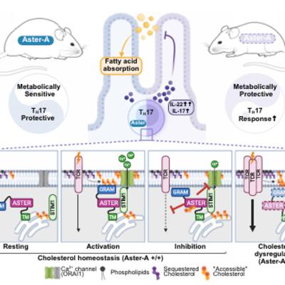 T cell cholesterol transport links intestinal immune responses to dietary lipid absorption