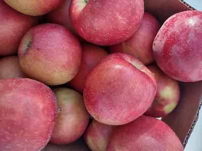 Episode 52 - What is a Ludacrisp Apple?