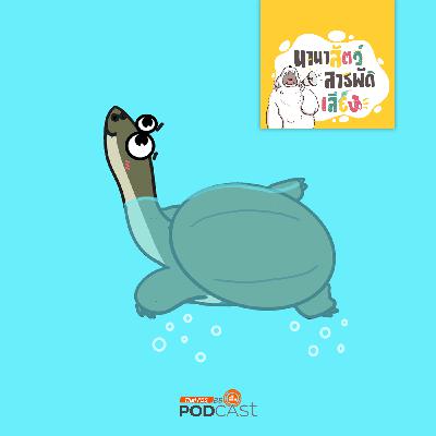 นานาสัตว์สารพัดเสียง EP. 199: ตะพาบ หายใจทางก้นได้จริงหรือ