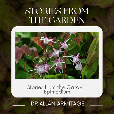Stories from the Garden: Epidmedium
