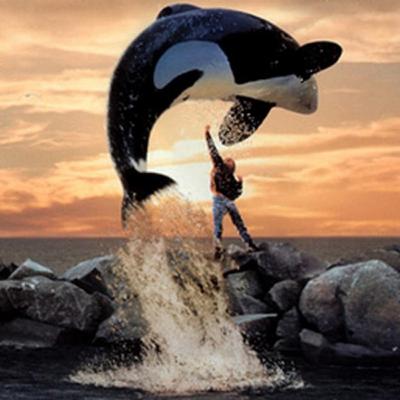 Orca whales