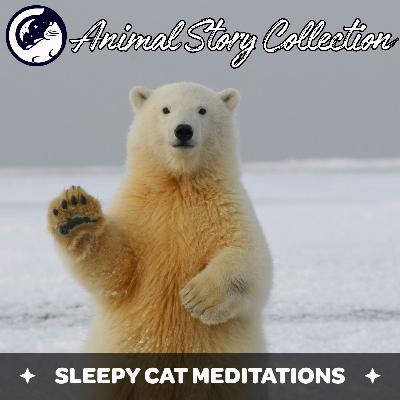 Bedtime Story Collection With Animals Bedtime Story Collection With Animals
