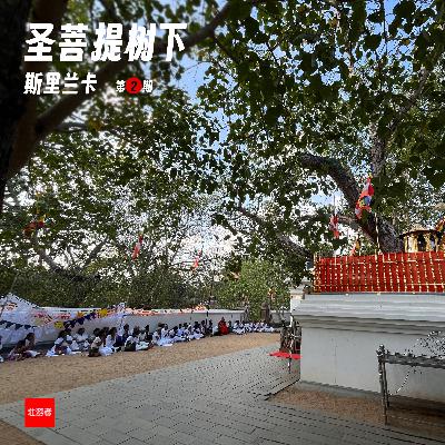 244 |斯里兰卡| 圣菩提树下 - 狮子国、小罗马、炒饼和疯狂的公交车