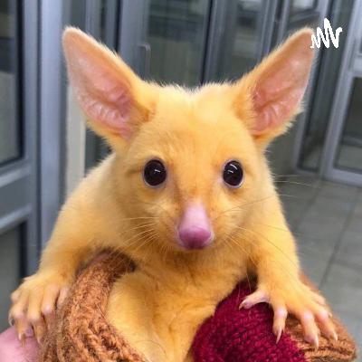 Grown People Only 🚫 (Trailer)