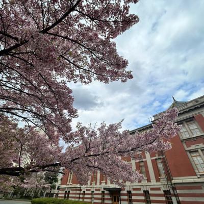 桜咲く、イベント三昧の春ですねー(^^)