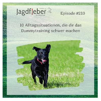 P210: 10 Alltagssituationen, die dir das Dummytraining schwer machen P210: 10 Alltagssituationen, die dir das Dummytraining schwer machen