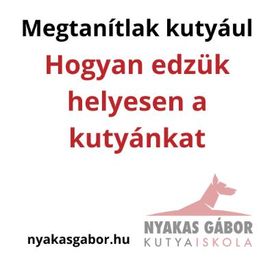 Hogyan edzük helyesen a kutyánkat - Kutya Brancs Nyakas Gáborral Hogyan edzük helyesen a kutyánkat - Kutya Brancs Nyakas Gáborral
