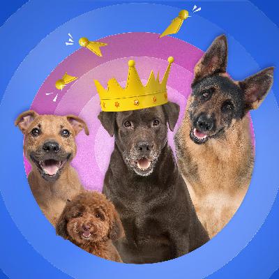 6/12 Hunde – Hat Nico den richtigen Riecher fürs Gebell?