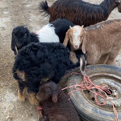 هیچ میشی بره‌اش را گم نمی‌کند